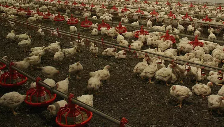 Almaniyada quş qripi həyəcanı: 180 mindən çox ev quşu məhv edildi