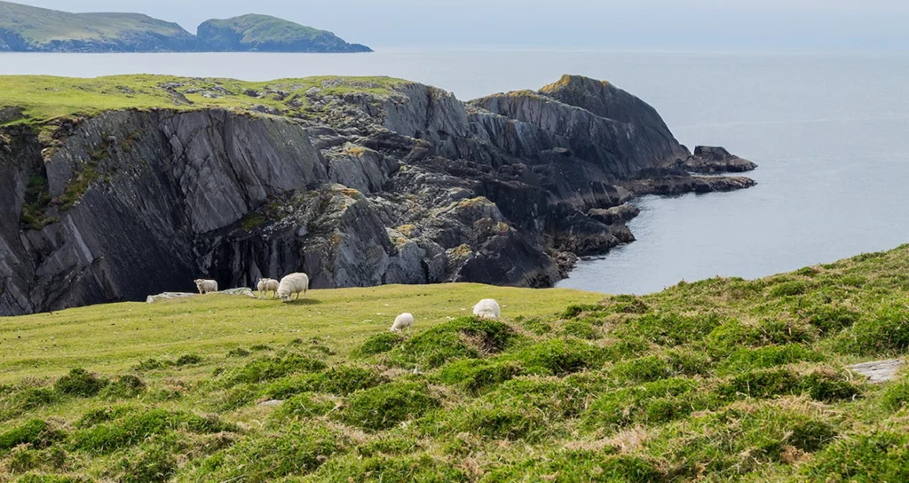 6 жителей, тысячи овец: Удивительная тайна ирландского острова Дурси