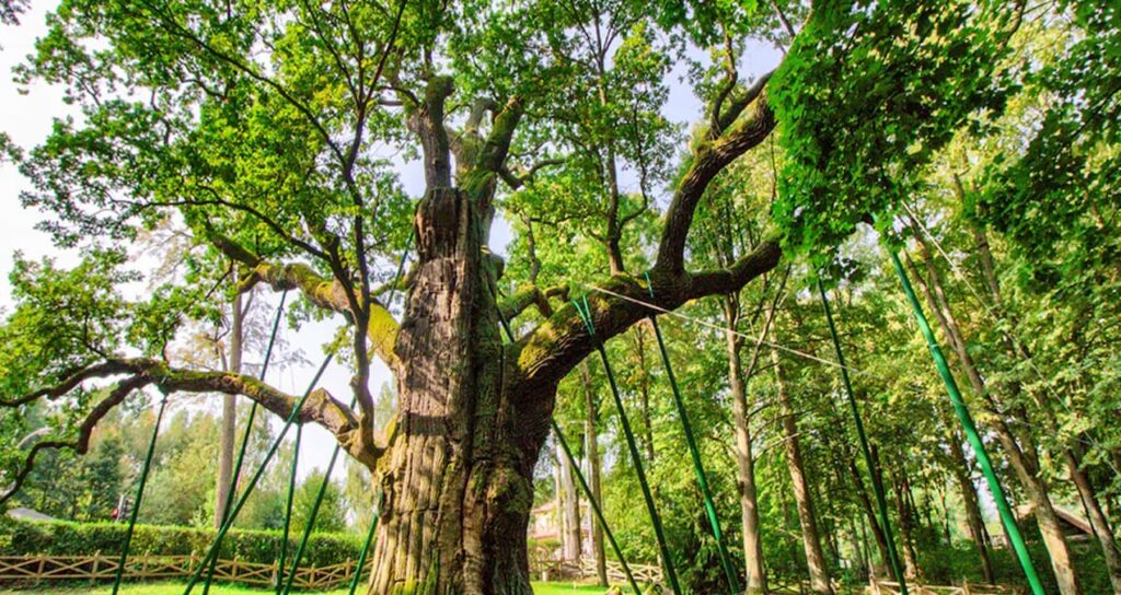 Scientists bring ancient endangered trees back to life