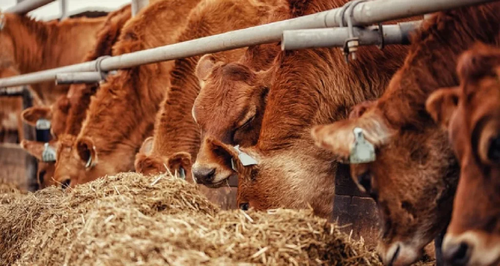 В Чехии в сарае обнаружен удивительный клад бронзового века