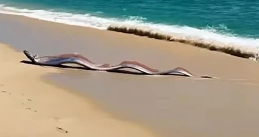 Обнаружение гигантской рыбы-ремень на побережье Мексики: Признак ли это землетрясения?