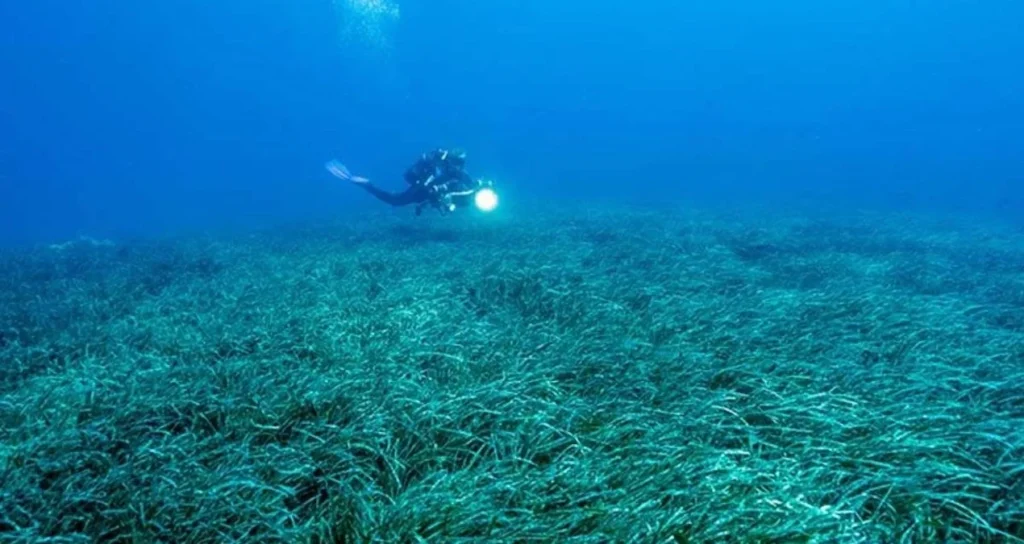 Беспрецедентная самоотверженность осьминога, защищающего своих детенышей, выдержав четыре с половиной года голода.