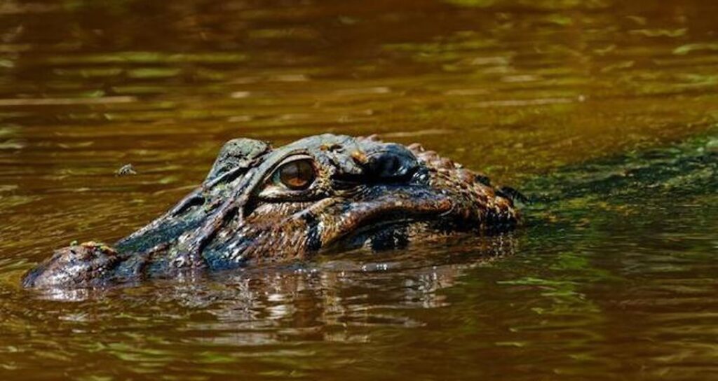 Horrific incident in the US: Alligator attacks fisherman