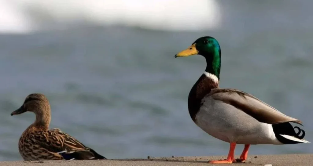 Фермер разбогател благодаря золоту, найденному в животе утки