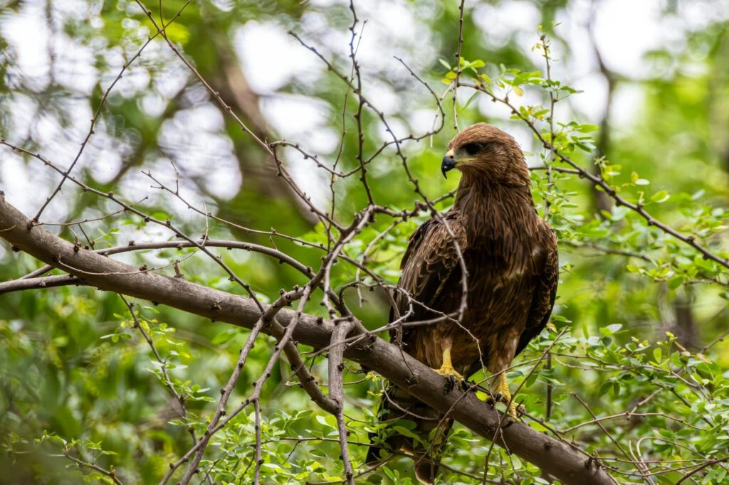 Гибель французского военнослужащего в Ираке, зарегистрированная как первая потеря из Европы, усиливает напряженность на Ближнем Востоке.