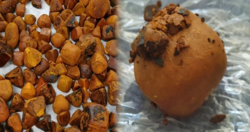 «Золото», добытое из коров, вдвое превысило стоимость золота: Самый дорогой желчный камень в мире