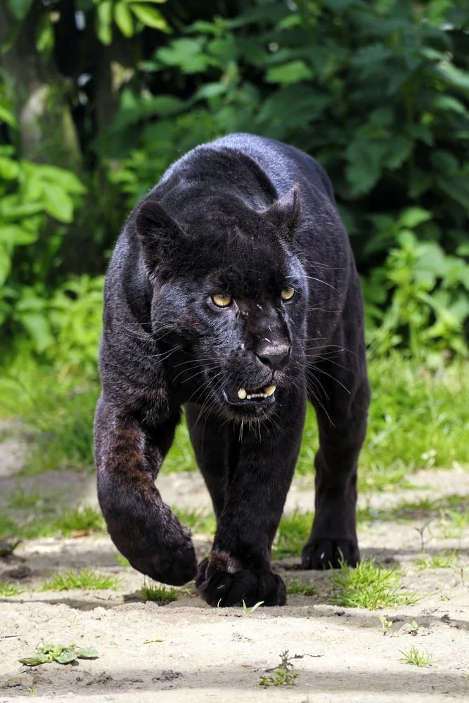 Qonşuda Qara Panter Həyəcanı: Fövqəladə Hal