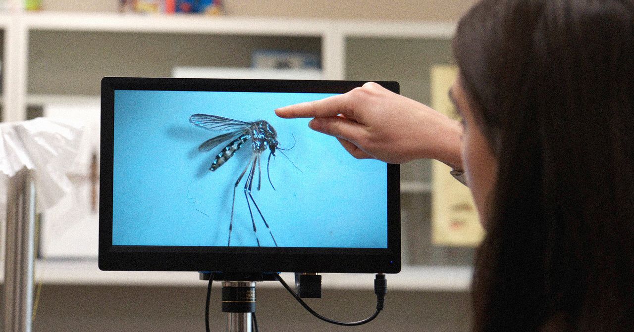 Qayalıqlara təhlükəli ağcaqanad növü yayıldı