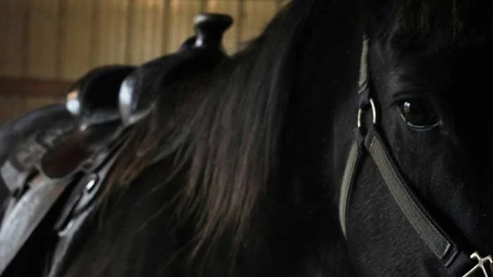 San Antonio Rodeo: At virusu Uvalde rodeo seçməsini ləğv etdi