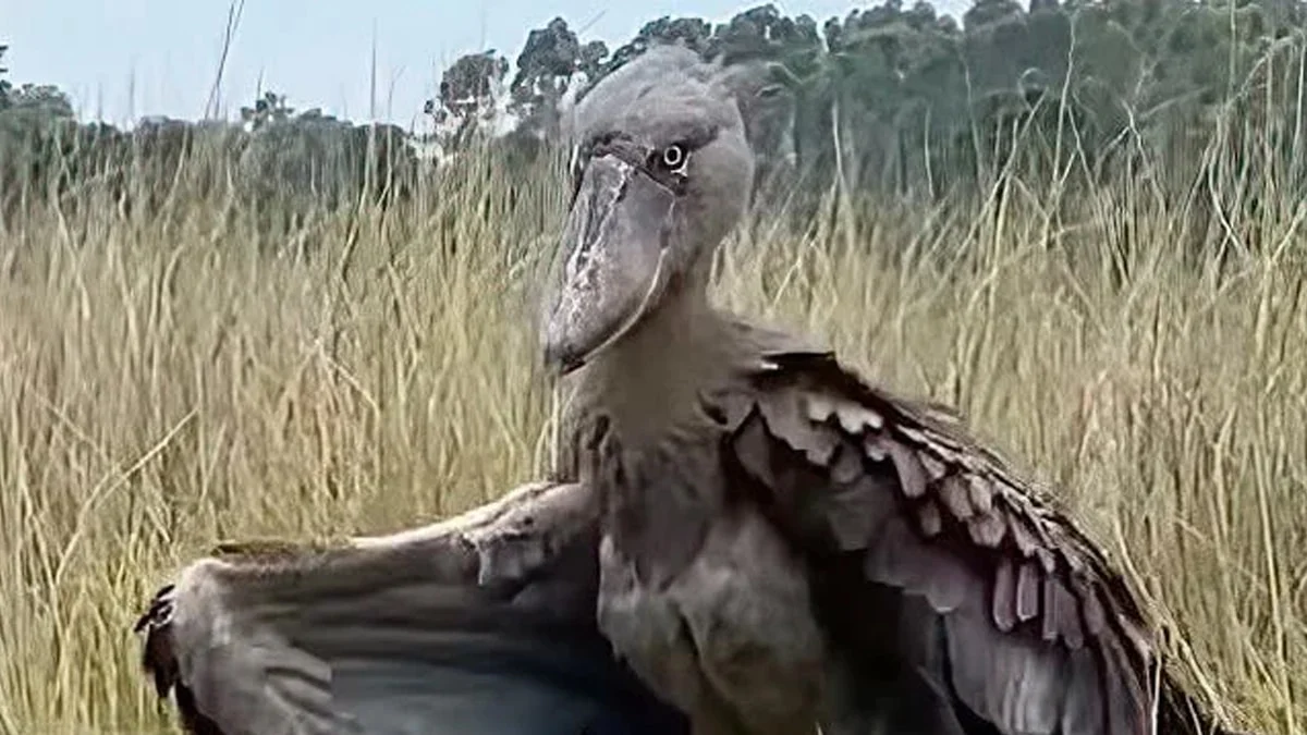 Dinozavr sanılan sirli heyvan panikaya səbəb oldu