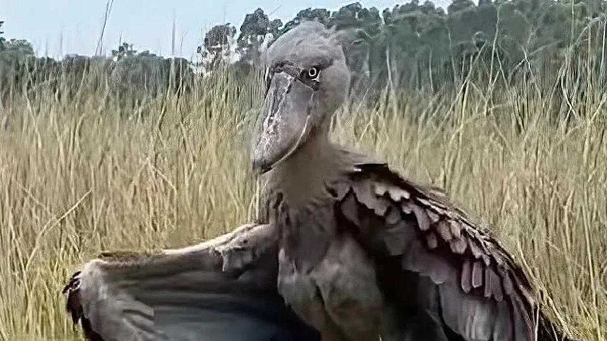 Dinozavr sanılan sirli heyvan panikaya səbəb oldu