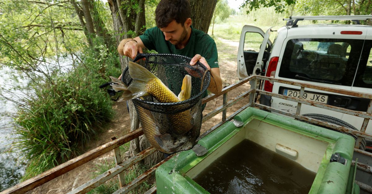 A worker sets free some native fish species to another location due to the low water level of the River Onyar, in Girona