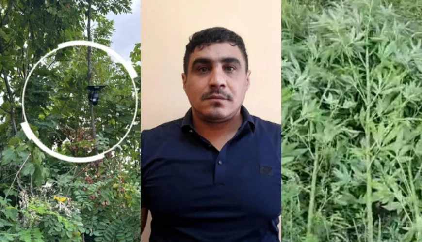 Göyçayda günəş panelli kameralı narkobağ aşkarlanıb