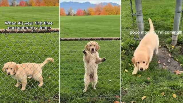 Şirin Qızıl Retriver balasının hasar kəşfi