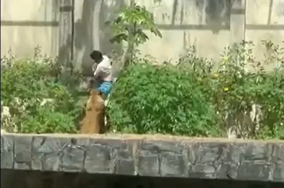 Aslan qəfəsinə girən 19 yaşlı gəncin faciəvi sonu