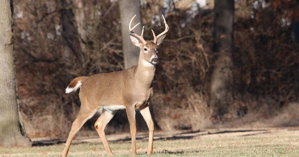 Riklandda CWD: Maral ferması karantinə alındı
