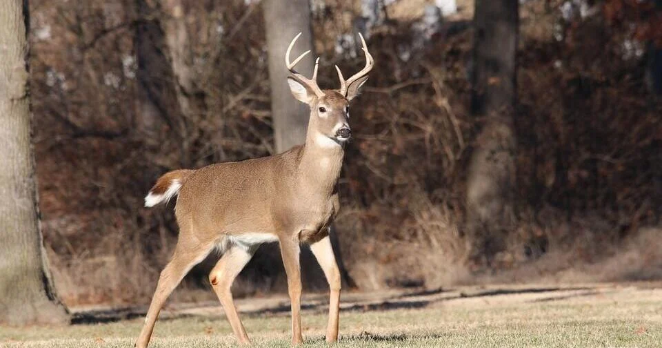Riklandda CWD: Maral ferması karantinə alındı
