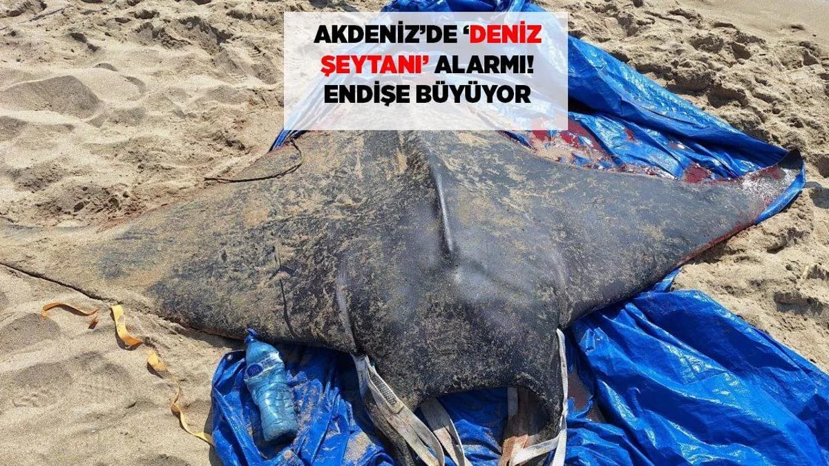 Aralıq dənizində "dəniz şeytanı" həyəcanı: Narahatlıq artır