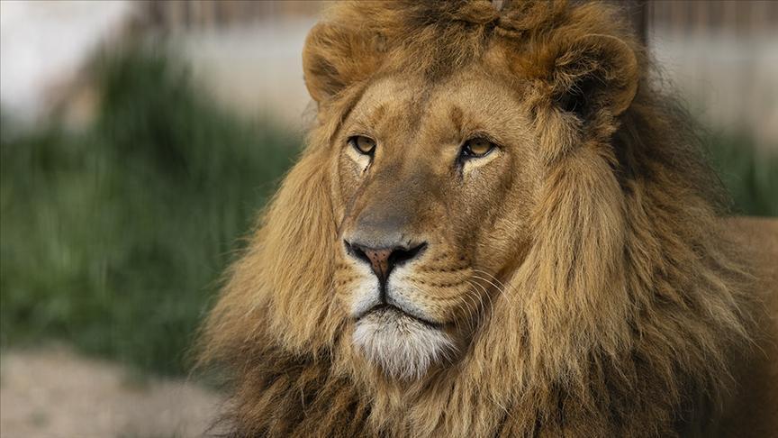 Danimarka: Zoopark yırtıcıları yemləmək üçün ev heyvanı bağışına çağırış etdi