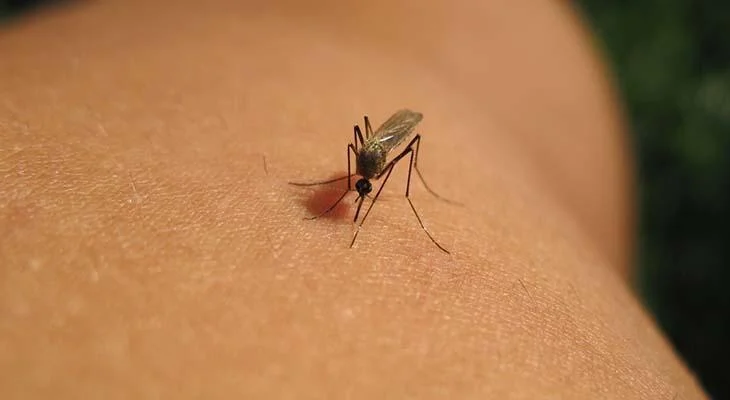 Çində yeni virus həyəcanı: Yoluxma 7 mini keçdi, ağcaqanad yayır