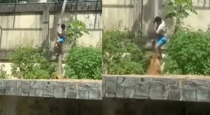 Dəhşət anları kamerada! Heyvanat parkında şir qəfəsinə girdi, faciəvi sonluq