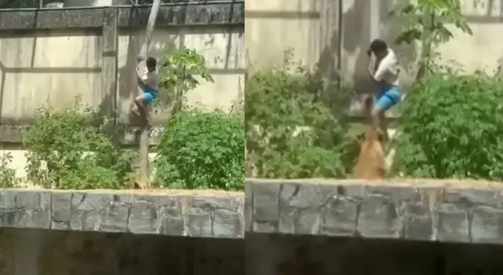 Dəhşət anları kamerada! Heyvanat parkında şir qəfəsinə girdi, faciəvi sonluq