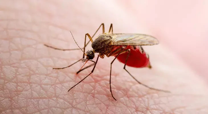 Ağcaqanadla yayılan müalicəsiz xəstəlik dünyanı bürüyür