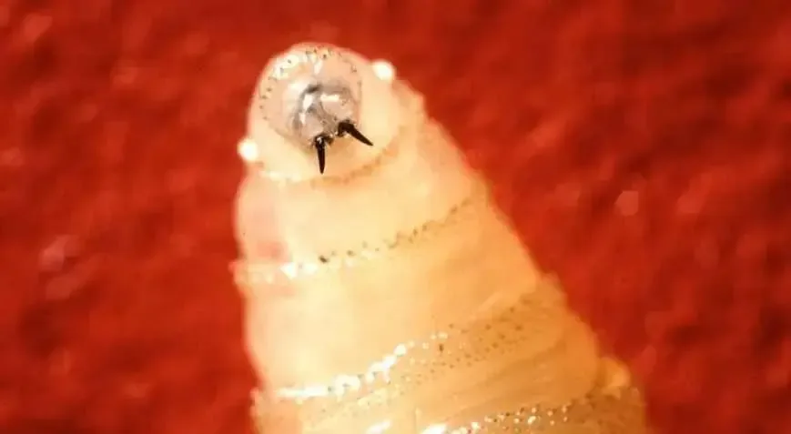 SON DƏQİQƏ: Təhlükəli ətyeyən parazit bədənə girən kimi: Bir dəfəyə 300 yumurta!