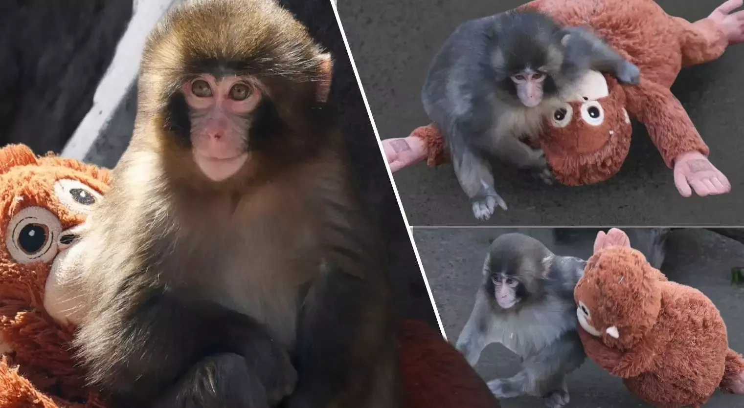 SON DƏQİQƏ: Danışan meymun Pançın oyuncaqları əldən düşdü! Zooparkdan ŞOK AÇIQLAMA: Ona yazığınız gəlməsin