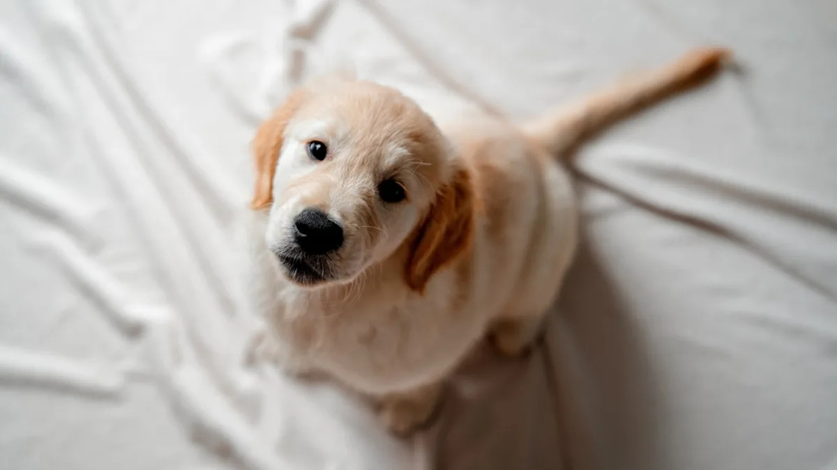 Küskün Sifətli Balaca Qızılı Retriever Ürəkləri Fəth Edir