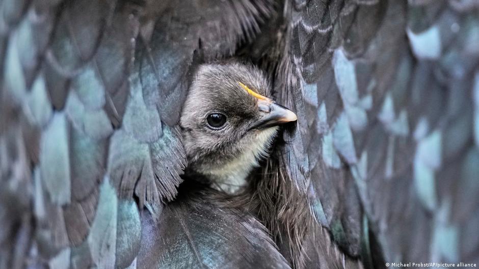 Virus 9 milyona yaxın quşu qırdı: Ölü sayı artır