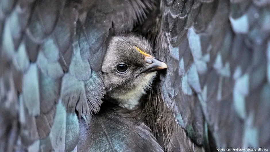 Virus 9 milyona yaxın quşu qırdı: Ölü sayı artır