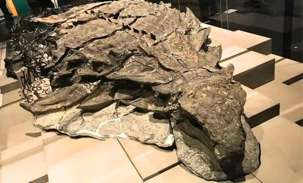 Kanadada 110 milyon illik demək olar ki, canlı dinozavr mumiyası tapıldı