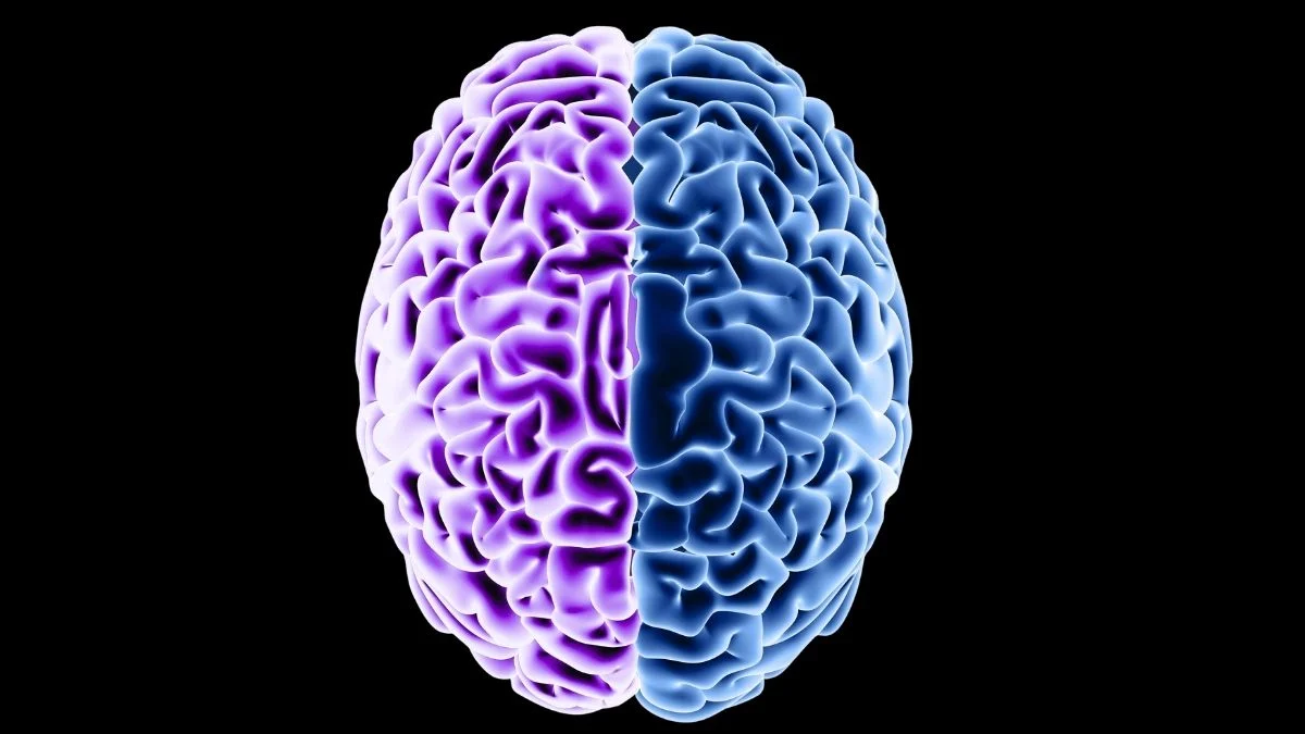 Pəhriz yaşlanmış beyin zülallarını bərpa edə bilər