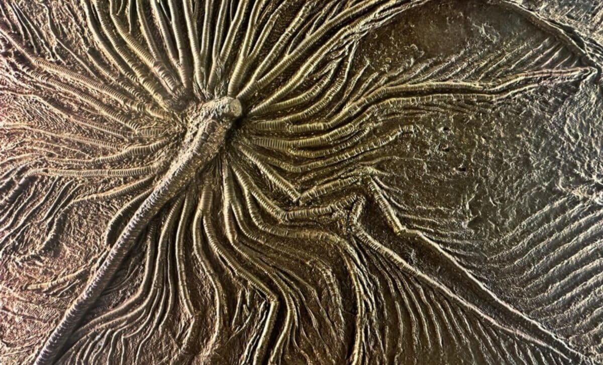 Qəhvə və Kartof Dinozavr Qiyamətindən Xilas Oldu: Bu Fosil Sayəsində