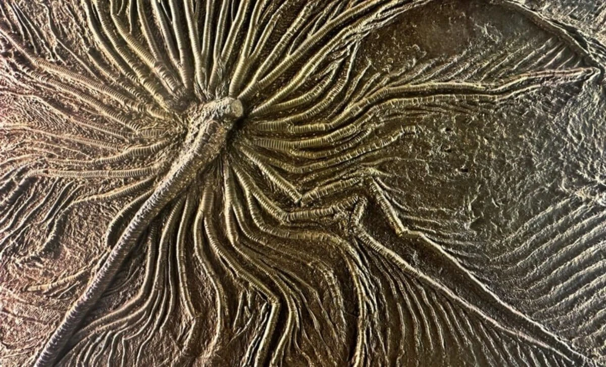 Qəhvə və Kartof Dinozavr Qiyamətindən Xilas Oldu: Bu Fosil Sayəsində