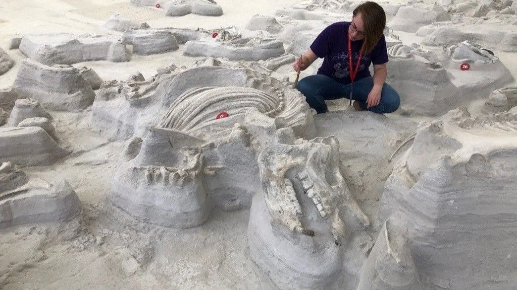 Kərgədan Pompeyində 12 milyon il əvvəl nəhəng sümükqıran itlər ov edirdi – Qədim izlər aşkar etdi