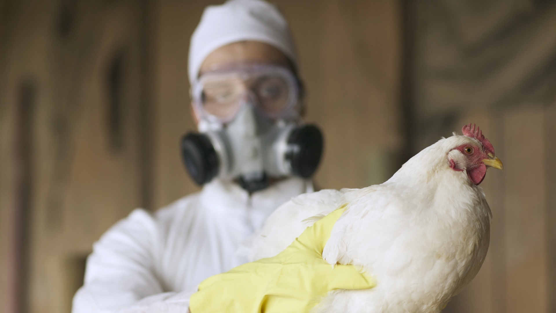 H5N5 quş qripi ilk insan ölümü: Qızdırmasız ştamm
