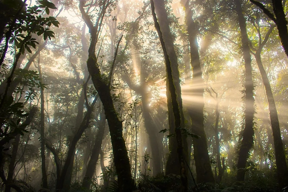 Qvatemala cəngəlliklərində puma DNT-si: Yırtıcıların sirli qidası üzə çıxdı