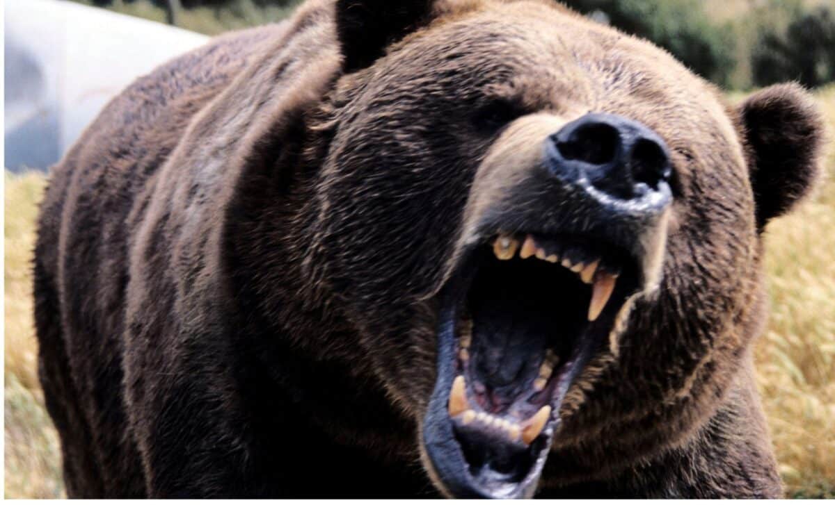 Müasir yırtıcılardan iki dəfə böyük nəhəng ayı