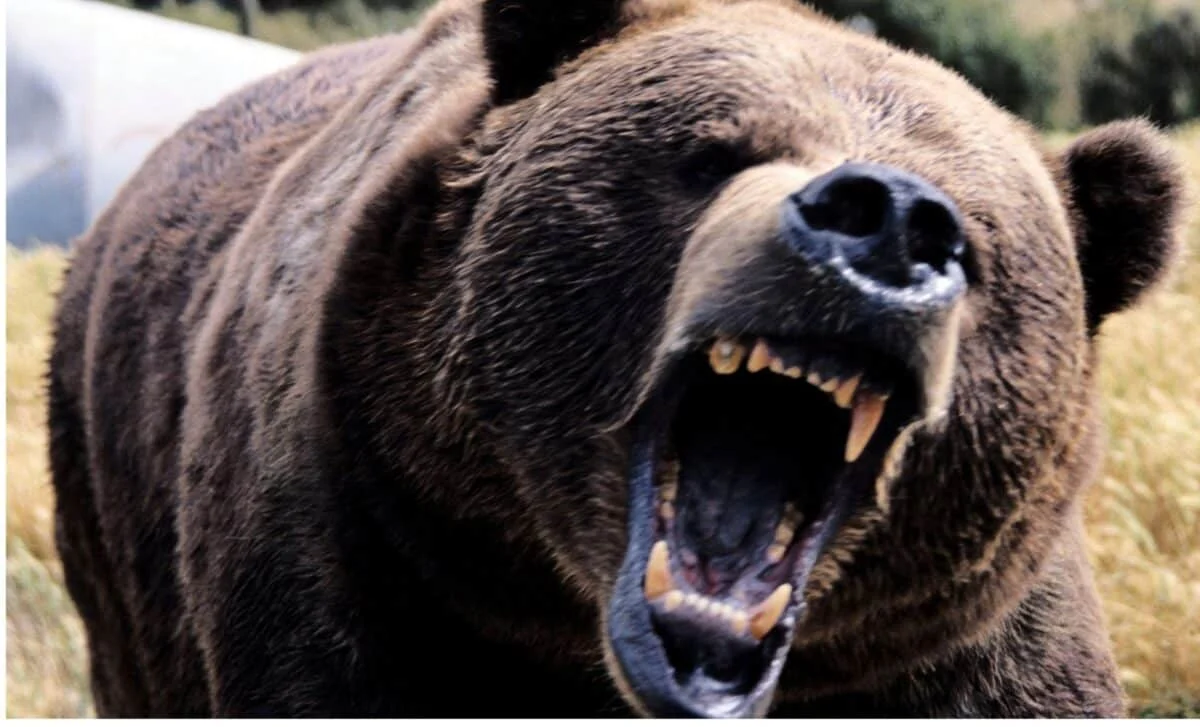 Müasir yırtıcılardan iki dəfə böyük nəhəng ayı