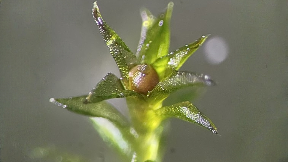 Mamır kosmosun vakuumunda 9 ay sağ qaldı