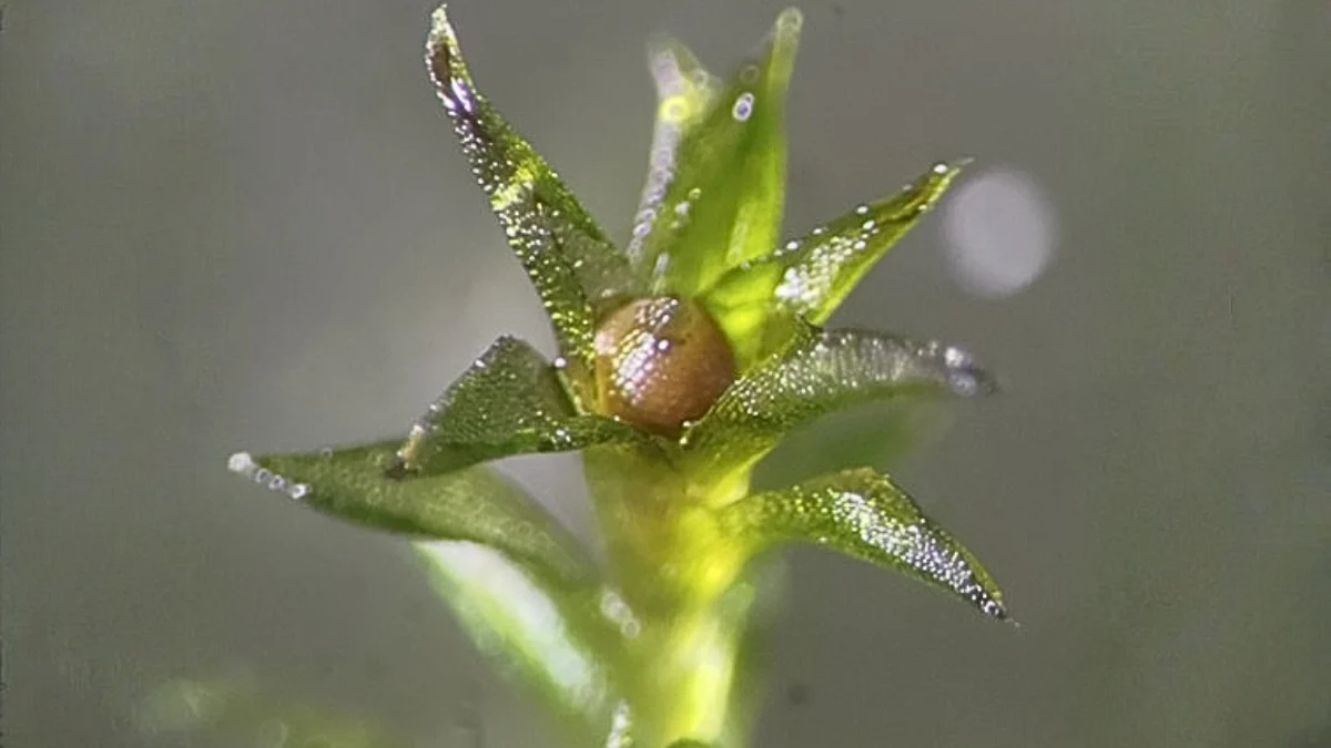 Mamır kosmosun vakuumunda 9 ay sağ qaldı