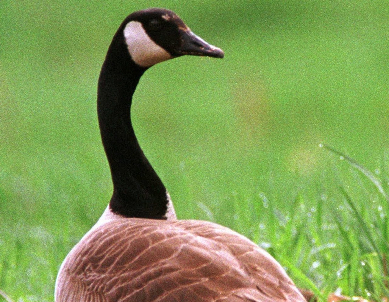Nyu-Cersinin parklarında kütləvi qaz tələfatı: Quş qripi şübhəsi