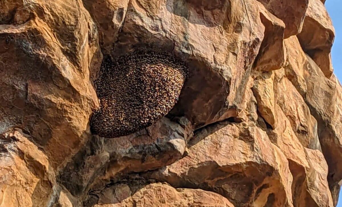 550 milyon illik qalıq deyilmiş: Tədqiqatçılar gerçəyi fərq etdi