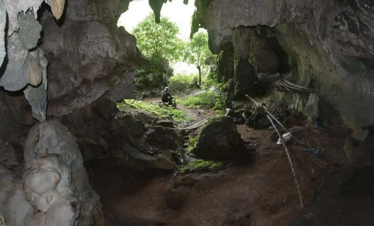Dünyanın ən qədim donuz rəsmi İndoneziyada aşkarlandı