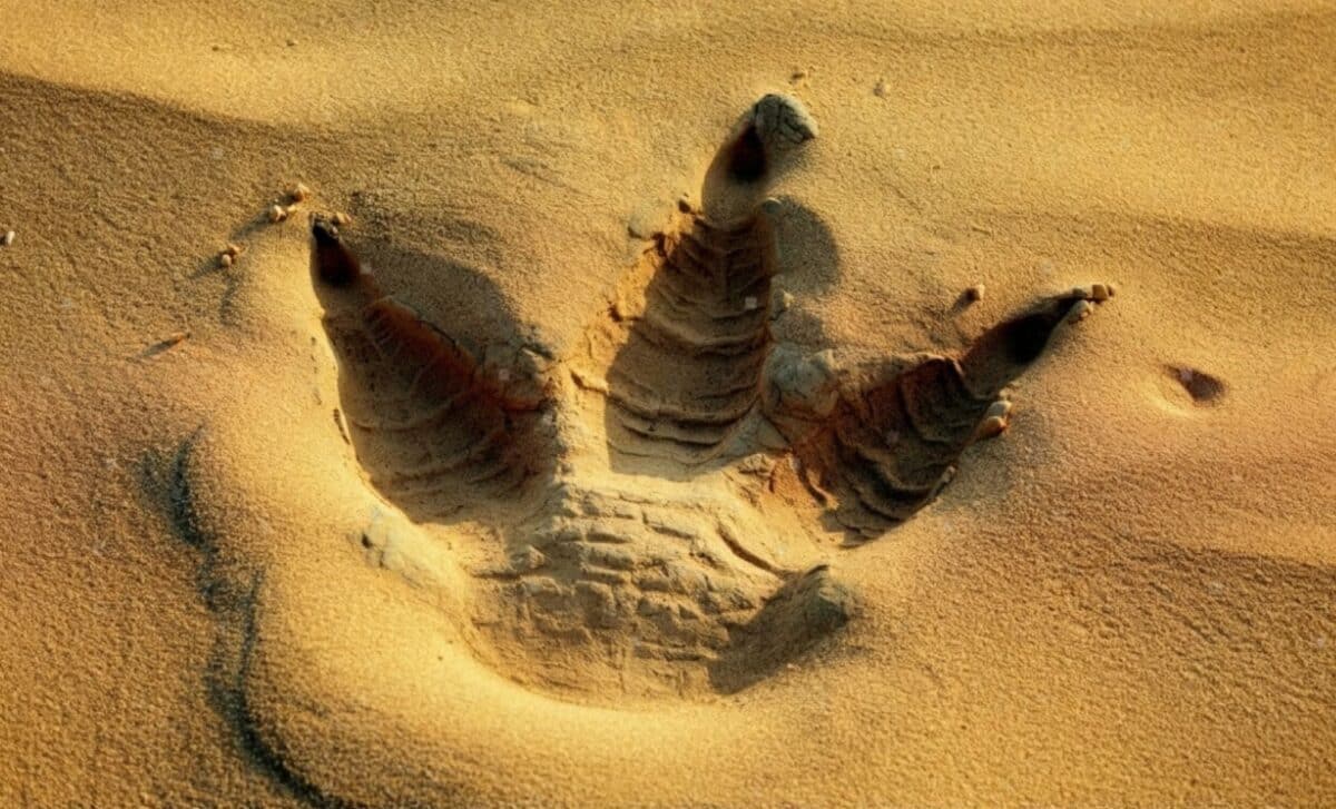 Alimlər qumda nəhəng dinozavr izi aşkarladı