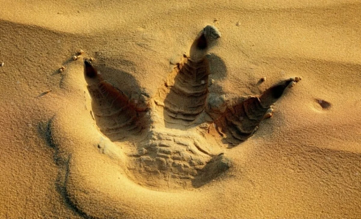 Alimlər qumda nəhəng dinozavr izi aşkarladı