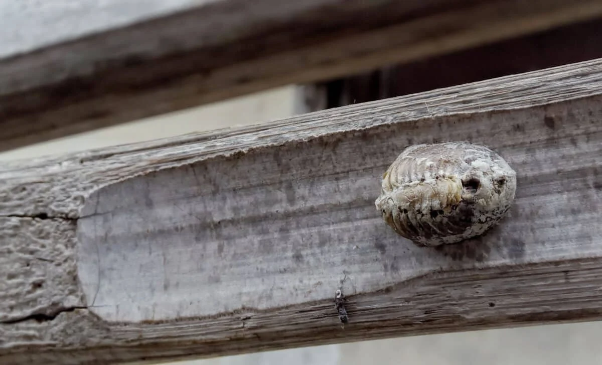 Alimlər beyni və orqanları bütöv yeni fosil aşkar etdi