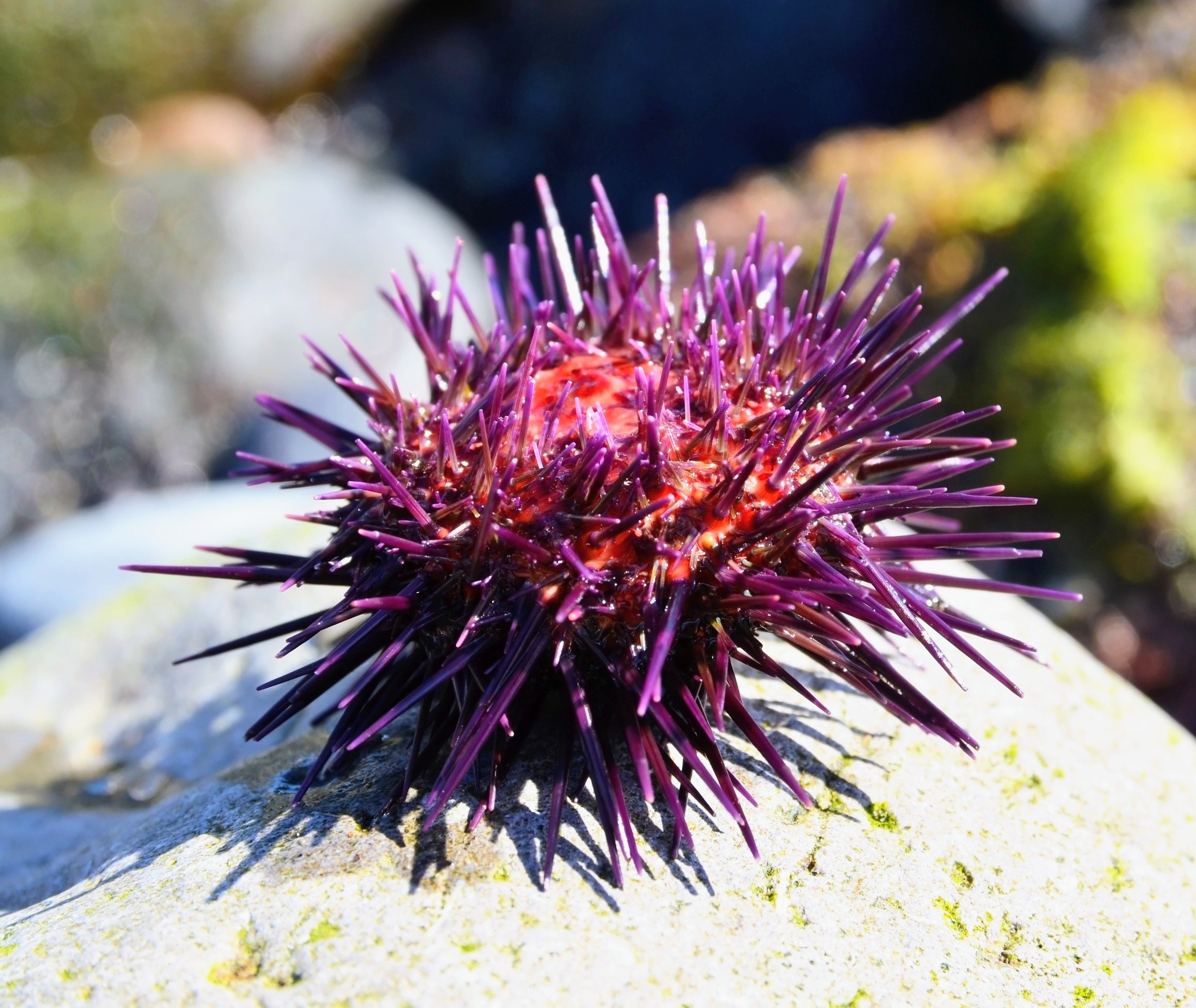 Dəniz kirpilərinin beyni yoxdur, buna görə bir oldu